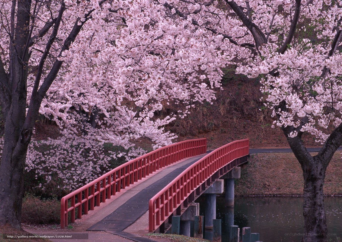 Cherry blossoms over red bridge