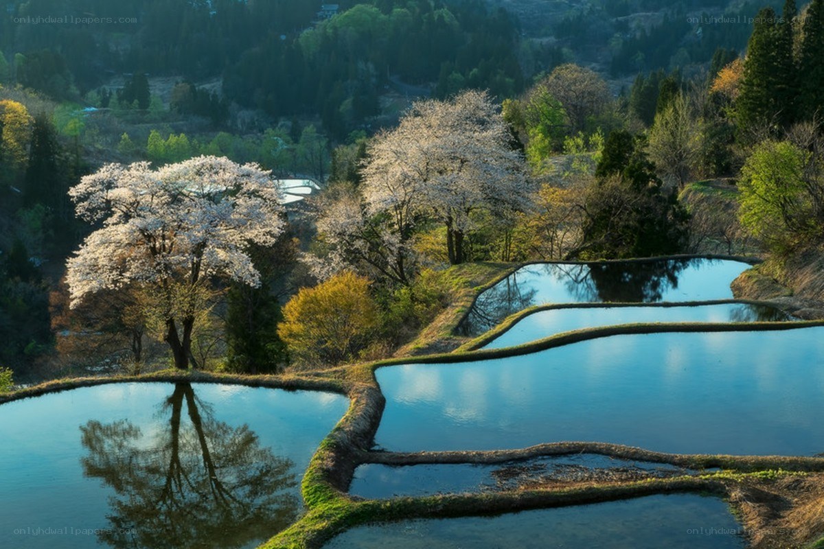 Cherry blossoms over rice terraces