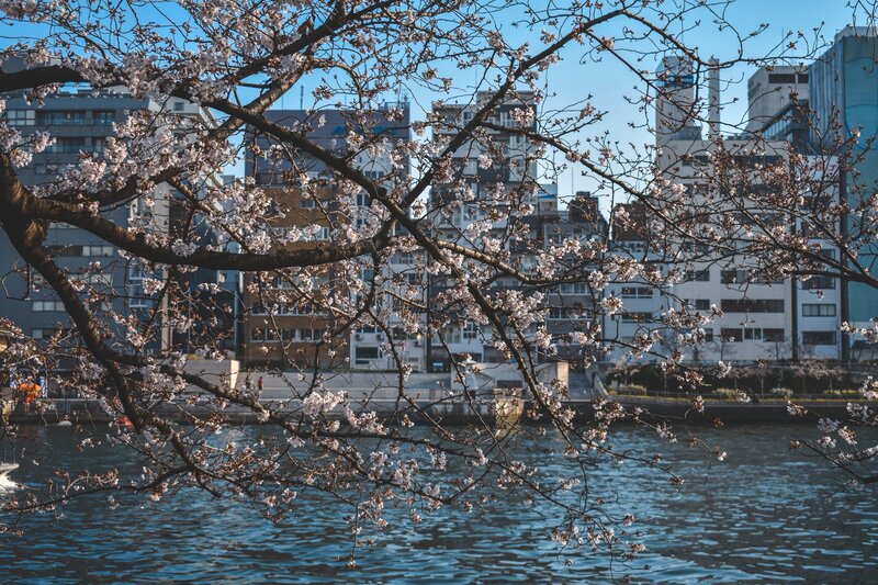 Cherry Blossoms over River — Blue