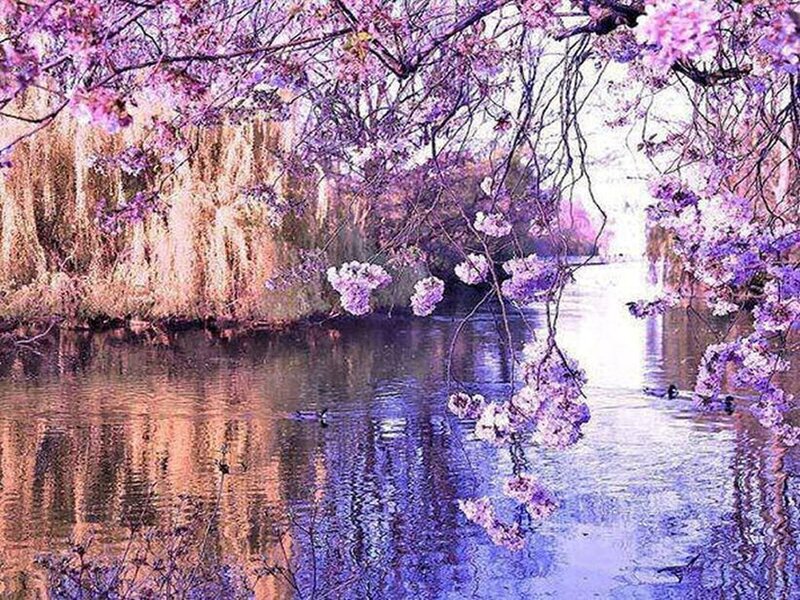 Cherry Blossoms over River — Purple, Serene, Spring, Digital Art