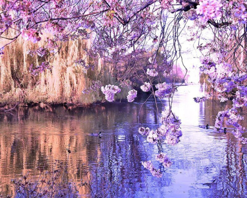 Cherry Blossoms over River — Purple, Serene, Spring