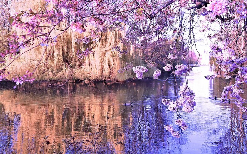 Cherry Blossoms over River — Purple, Serene