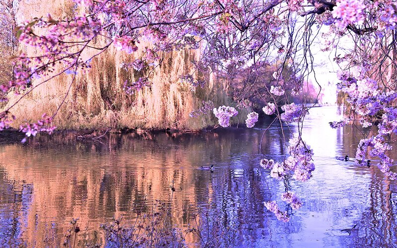Cherry Blossoms over River — Purple