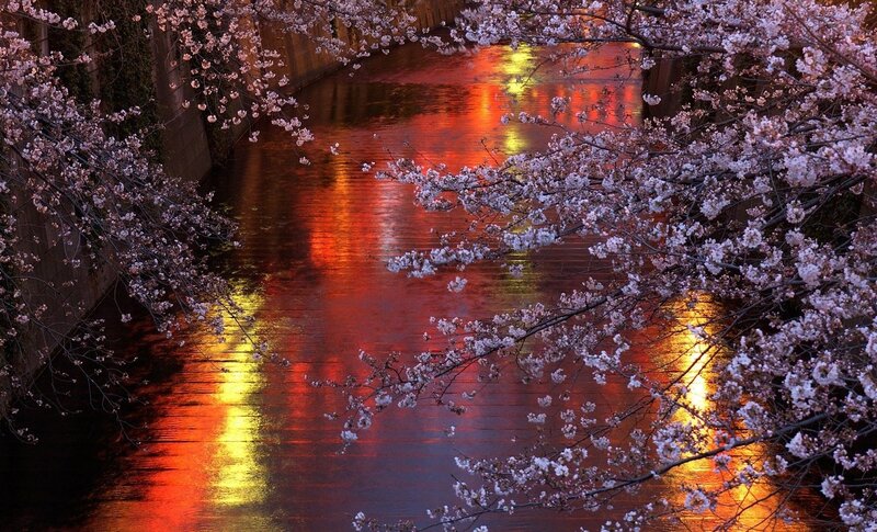 Cherry Blossoms over River — Red