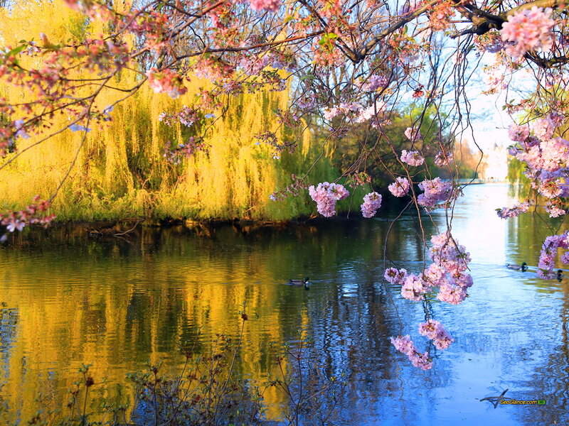 Cherry Blossoms over River