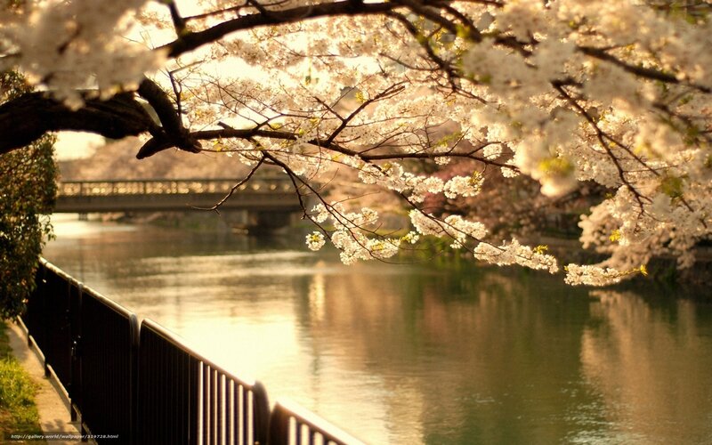 Cherry Blossoms over River — White