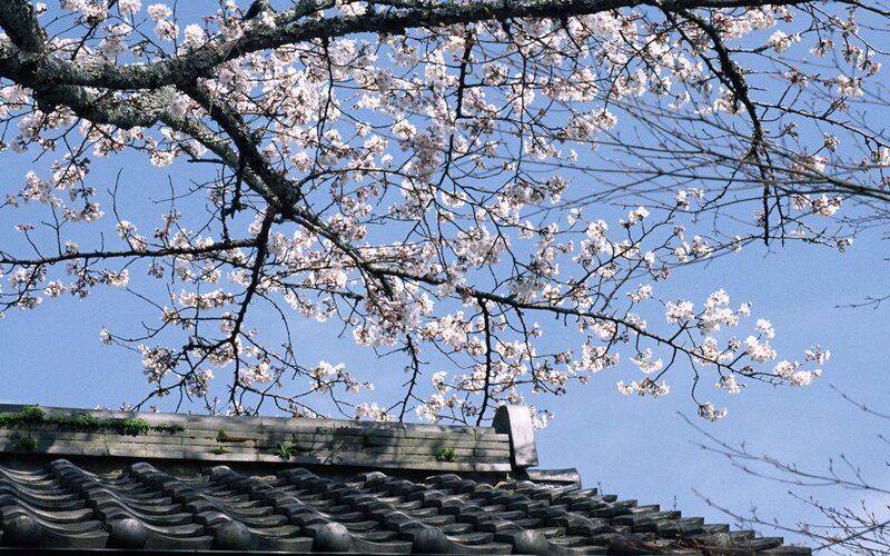 Cherry Blossoms over Roof