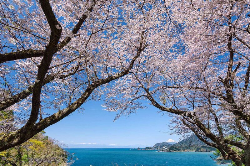 Cherry Blossoms over Sea