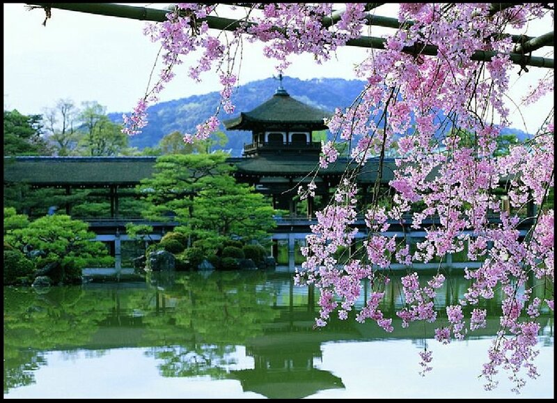 Cherry Blossoms over Temple
