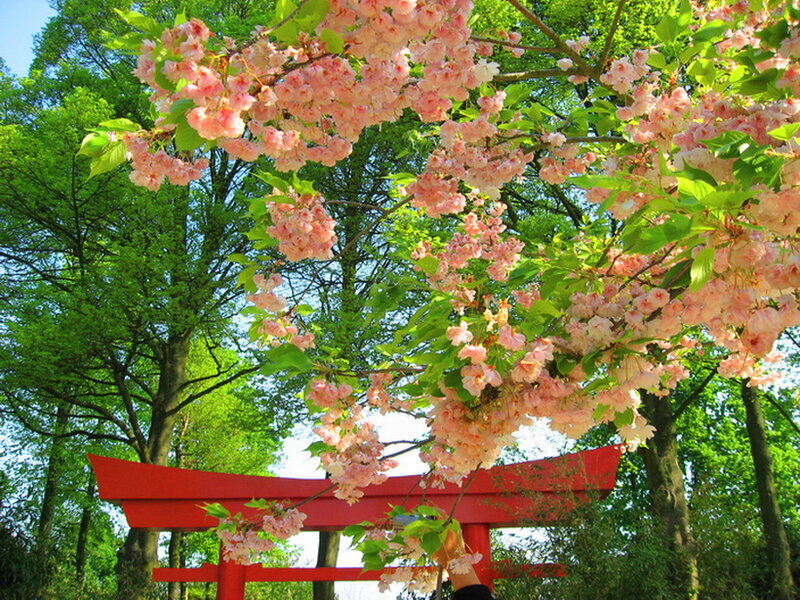 Cherry Blossoms over Torii