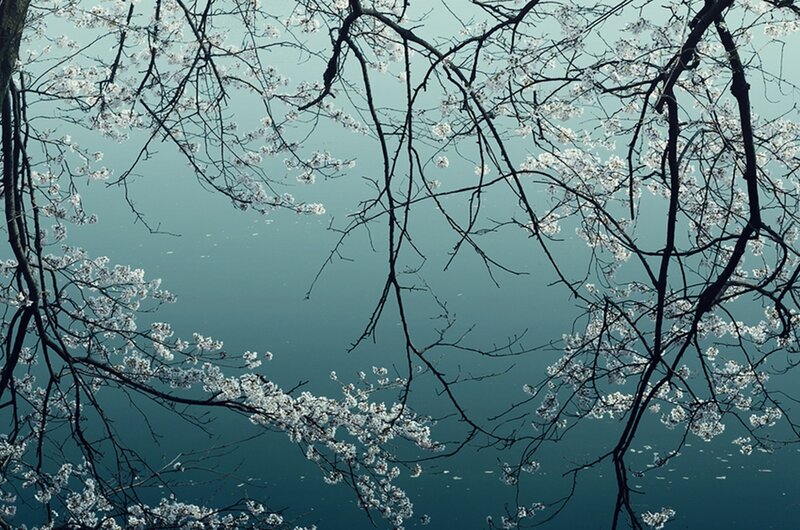 Cherry Blossoms over Water — Blue