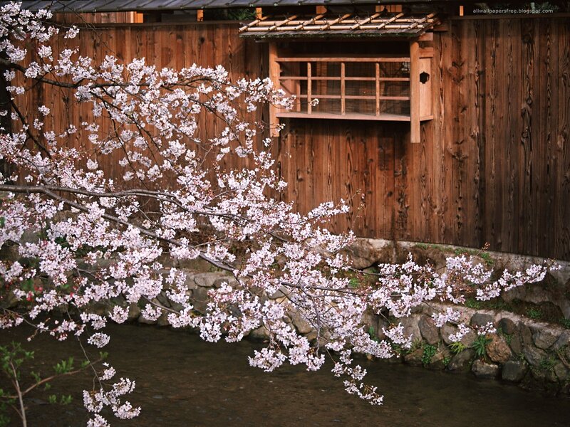 Cherry Blossoms over Water — Brown
