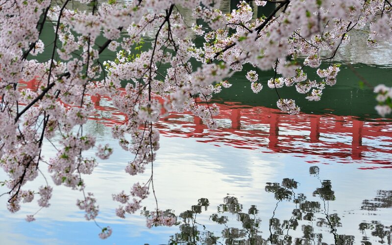 Cherry Blossoms over Water — Pink, Serene, Spring, Photograph, Bridge
