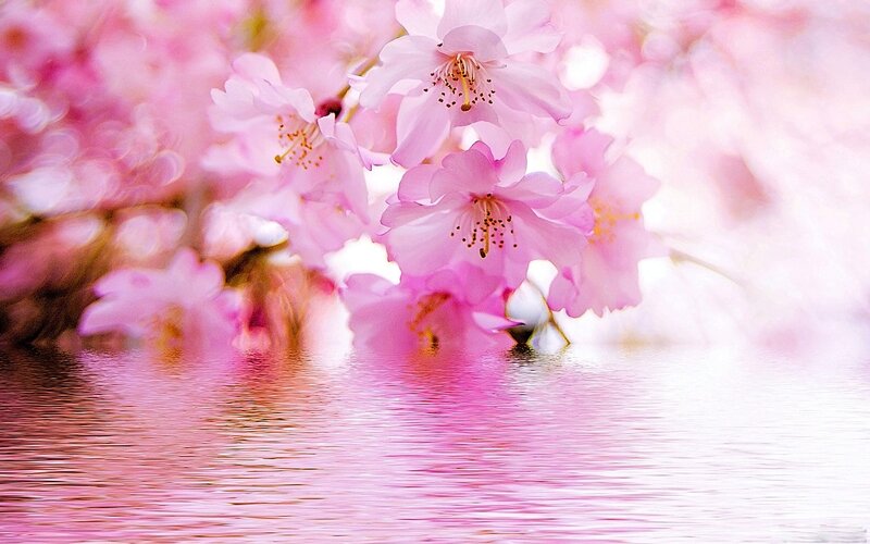 Cherry Blossoms over Water — Pink, Serene, Spring, Photograph