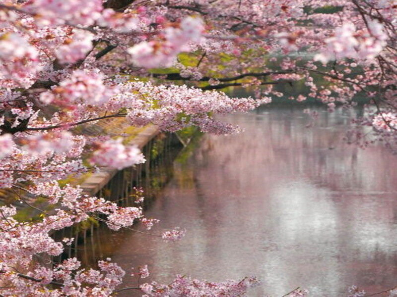 Cherry Blossoms over Water — Pink, Serene, Spring