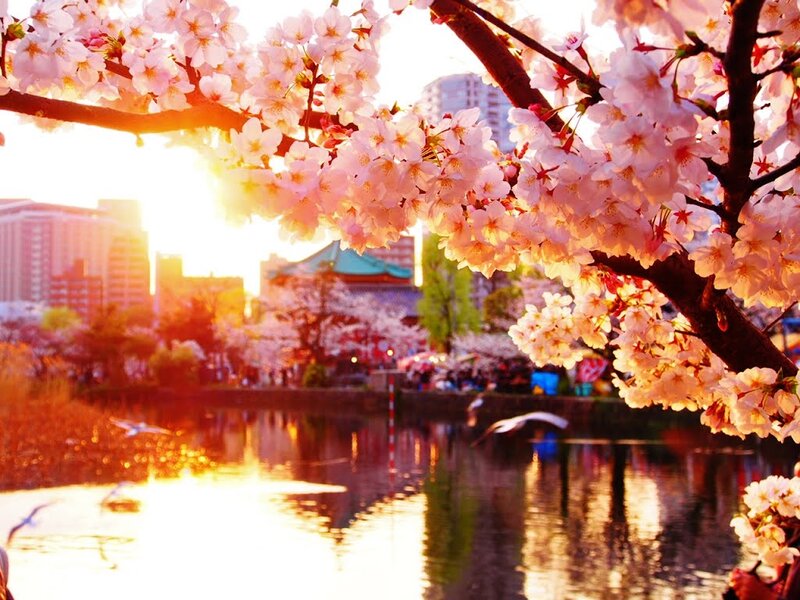 Cherry Blossoms over Water — Pink, Serene, Sunset