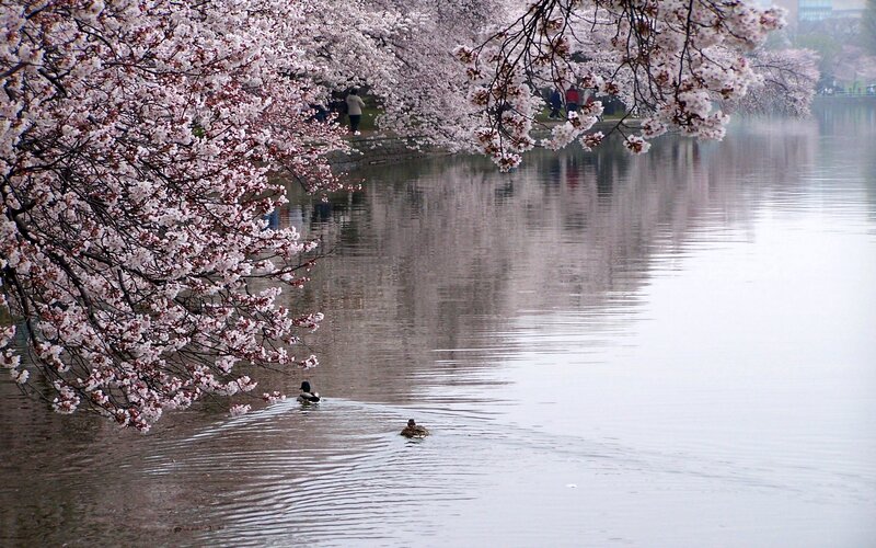Cherry Blossoms over Water — Pink, Serene