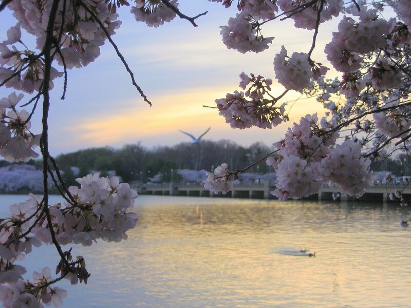 Cherry Blossoms over Water — Pink