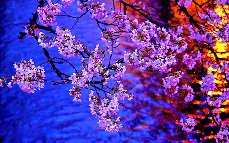 Cherry Blossoms over Water — Purple