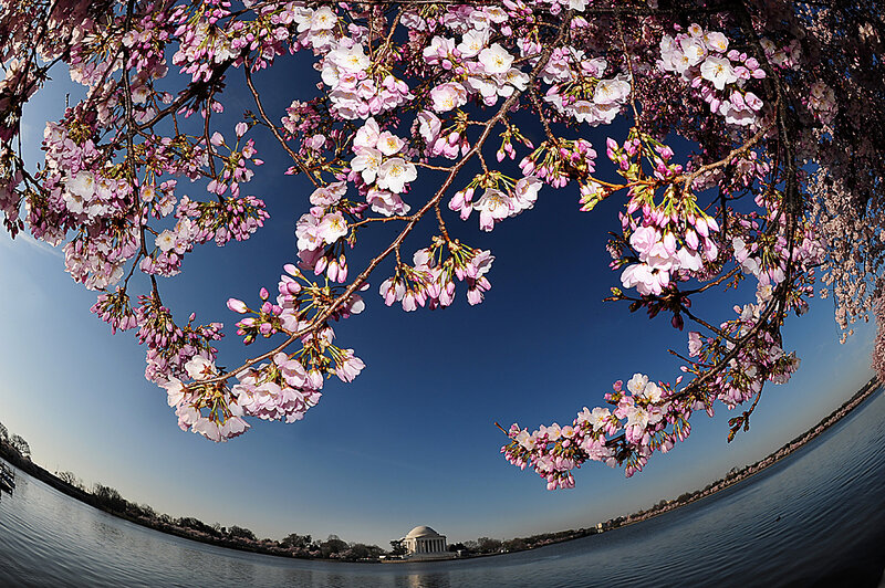 Cherry Blossoms over Water
