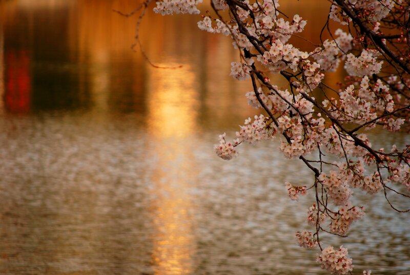 Cherry Blossoms over Water — White