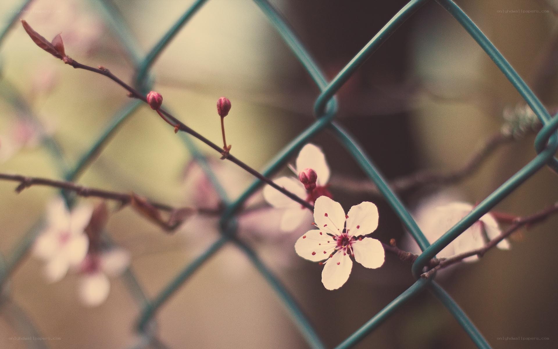 cherry blossoms through a fence