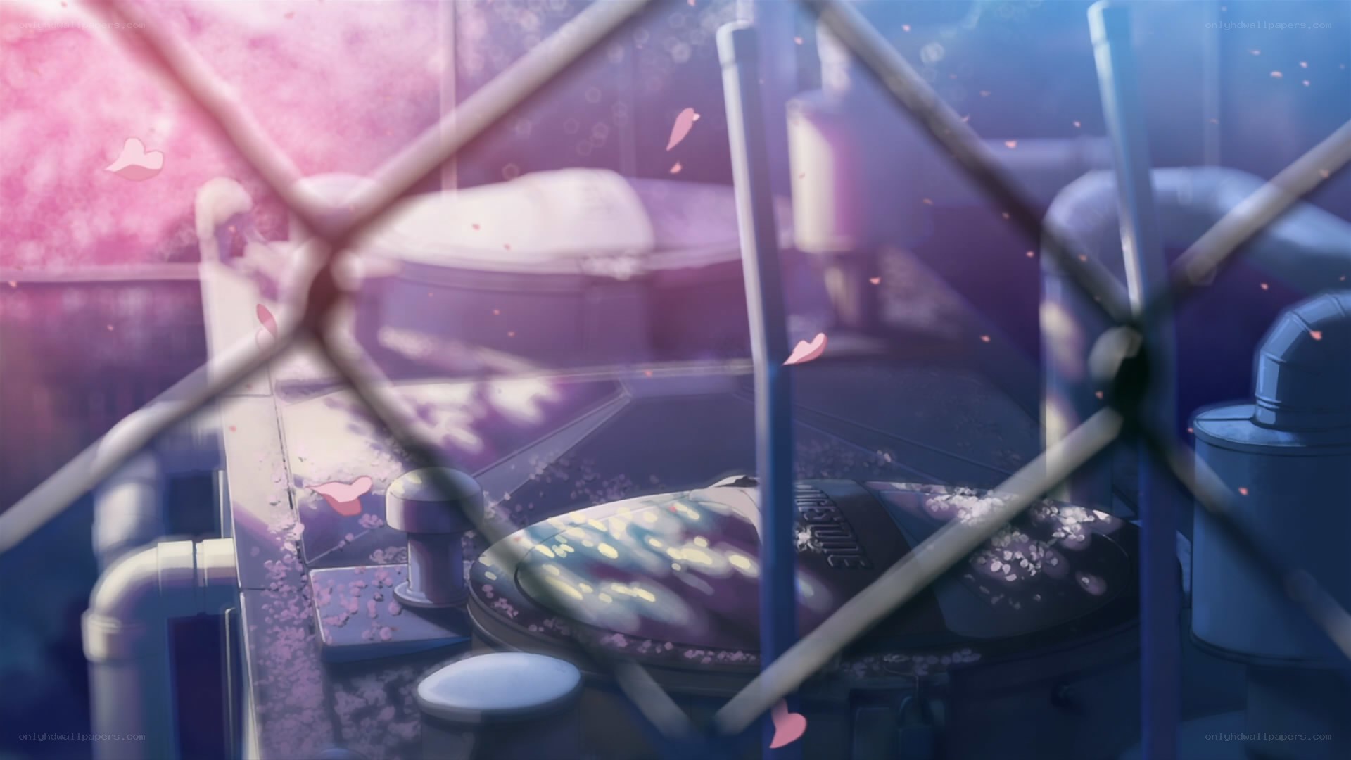 cherry blossoms through a fence