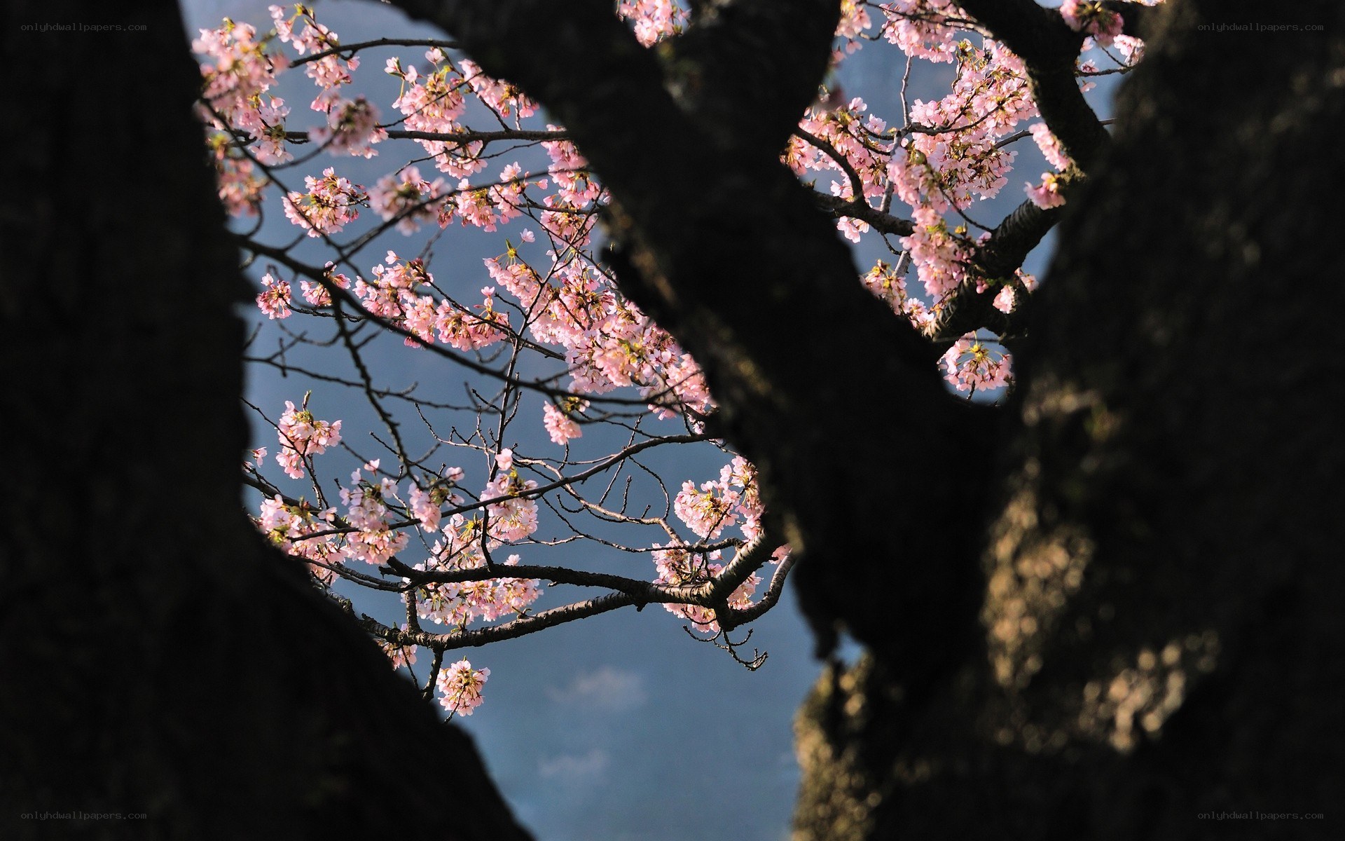 Cherry blossoms through tree branches