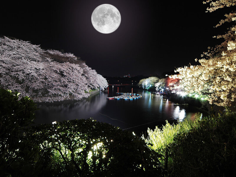 Cherry blossoms under full moon