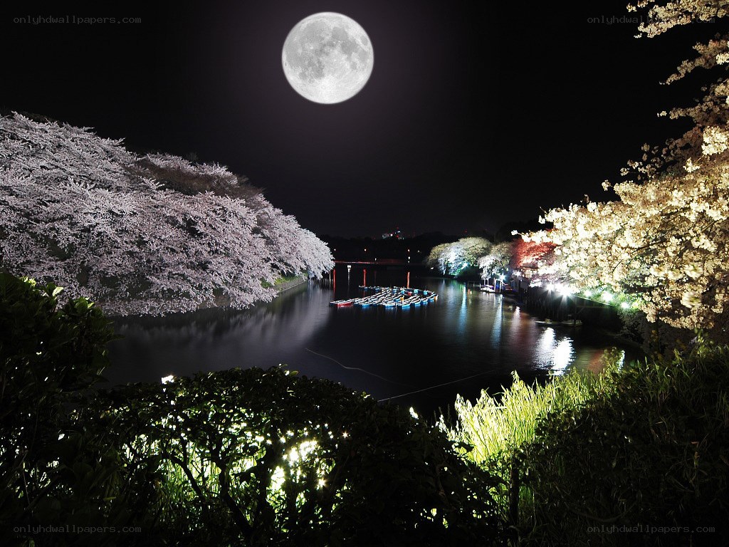 Cherry blossoms under full moon