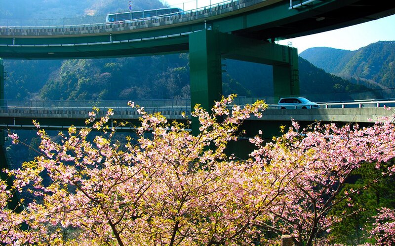Cherry blossoms under highway overpass