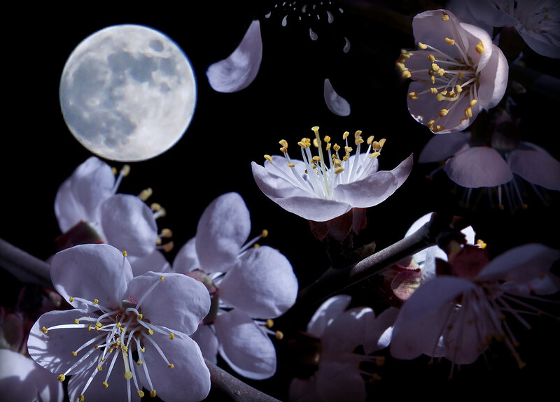 Cherry Blossoms under Moon