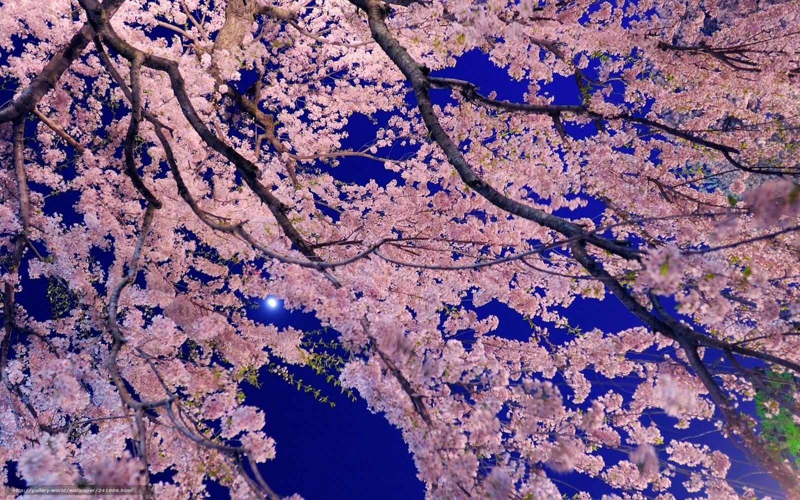 Cherry blossoms under moonlight