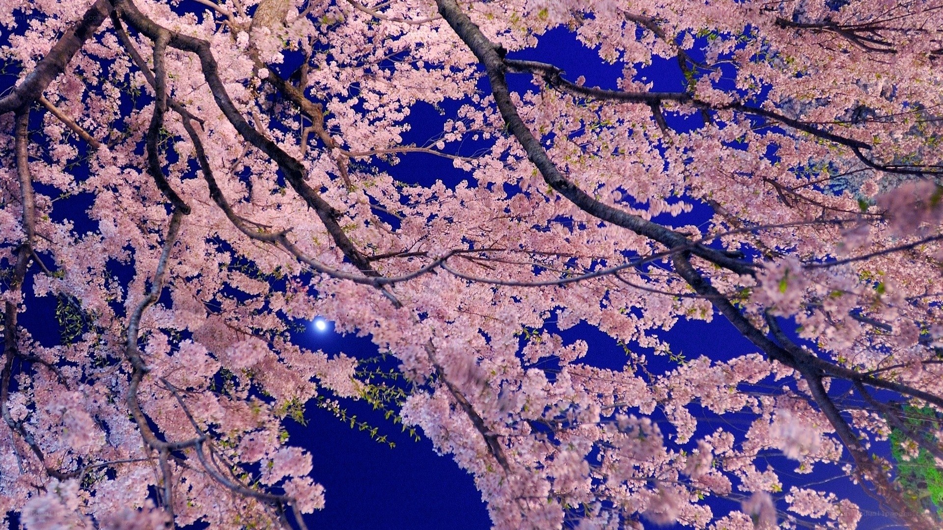 Cherry blossoms under moonlight
