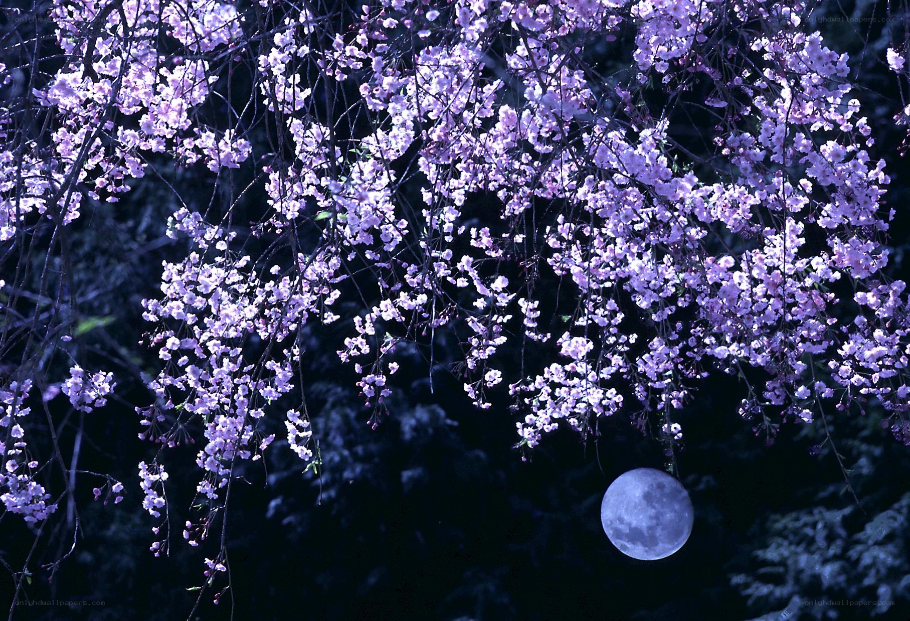 Cherry blossoms under moonlight