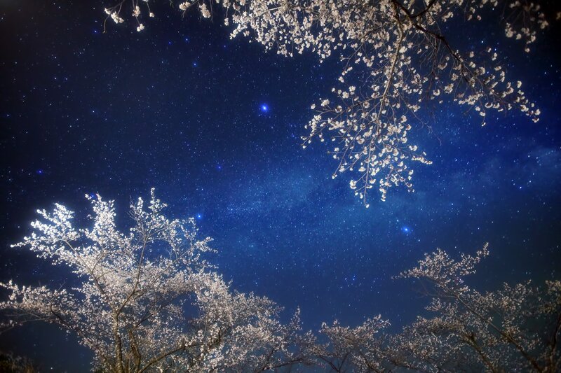 Cherry blossoms under starry sky