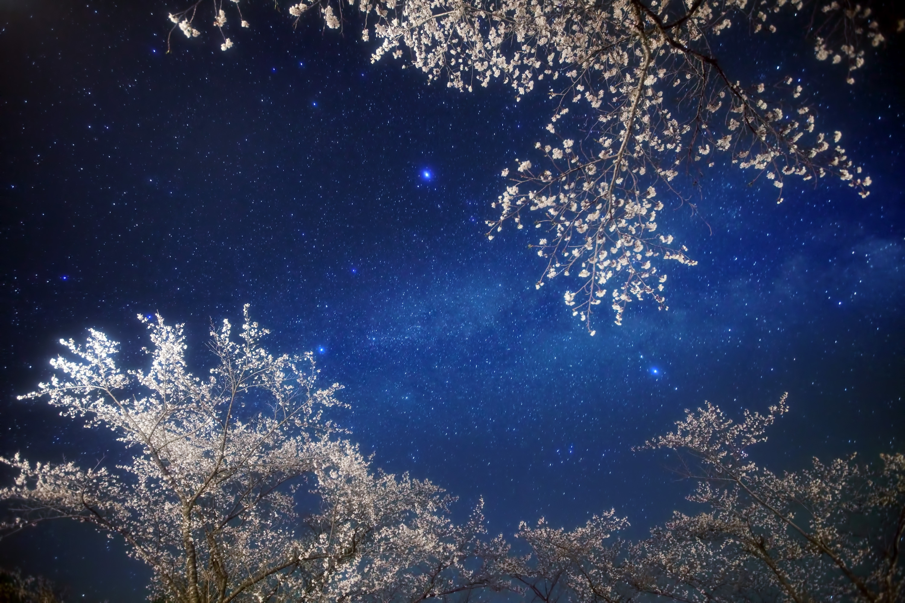 Cherry blossoms under starry sky