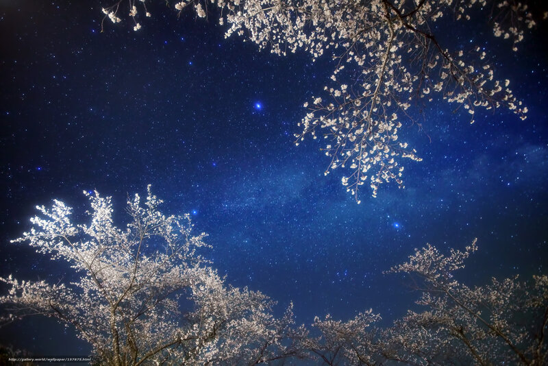Cherry blossoms under starry sky