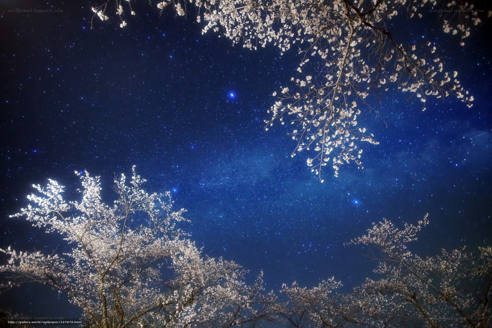 Cherry blossoms under starry sky