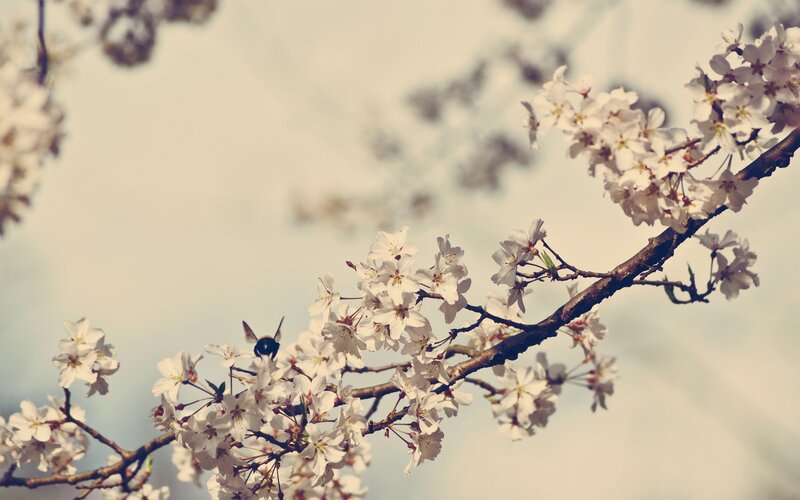 cherry blossoms with bee