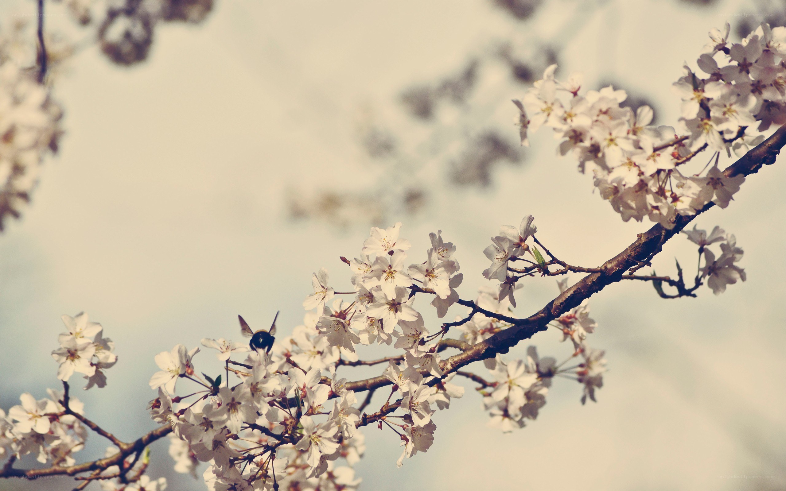 cherry blossoms with bee