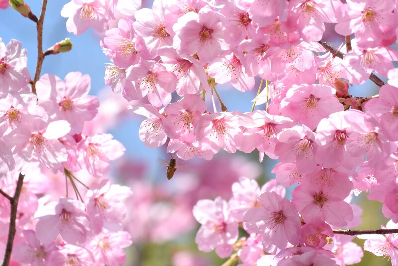 Cherry Blossoms with Bee — Pink