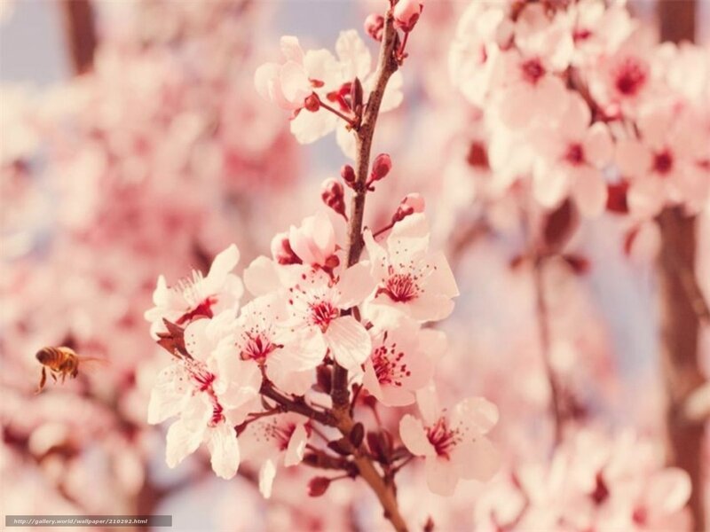 cherry blossoms with bee