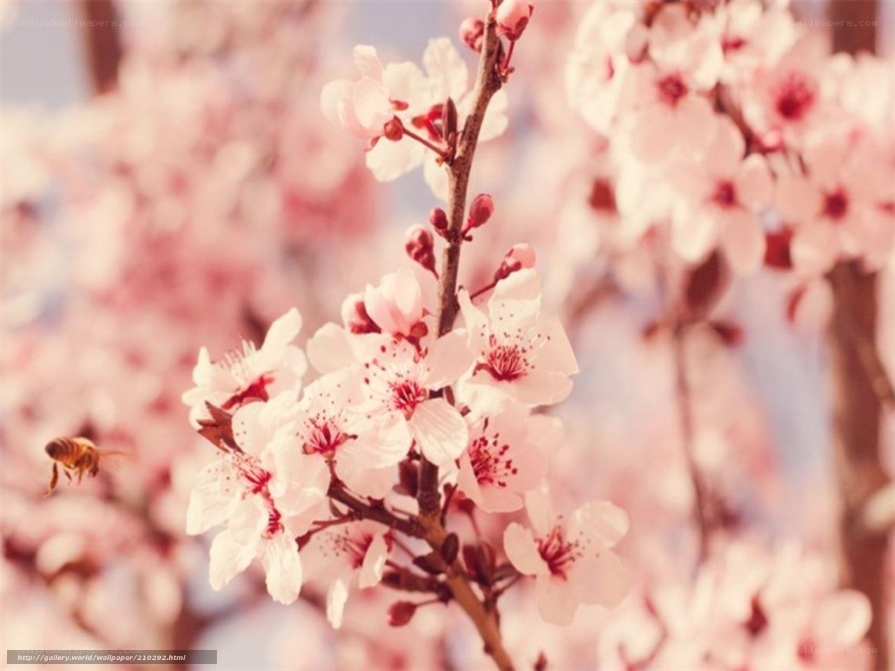 cherry blossoms with bee