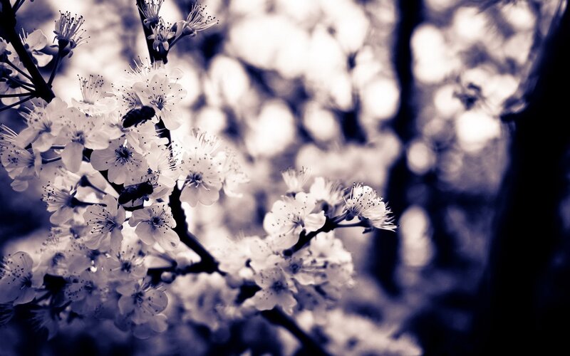 cherry blossoms with bees