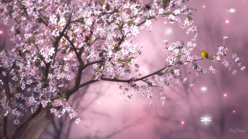 Cherry blossoms with bird