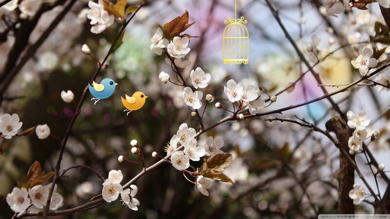 Cherry blossoms with birds