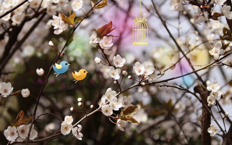 Cherry Blossoms with Birds — White, Serene, Spring, Photograph