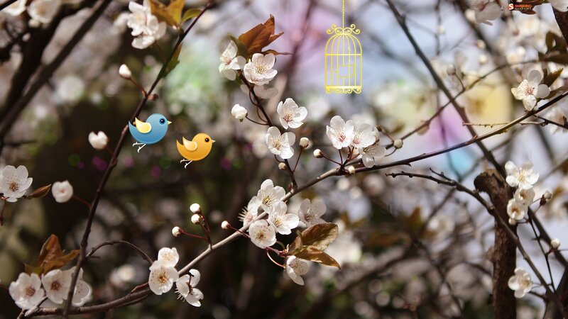 Cherry Blossoms with Birds — White, Serene, Spring