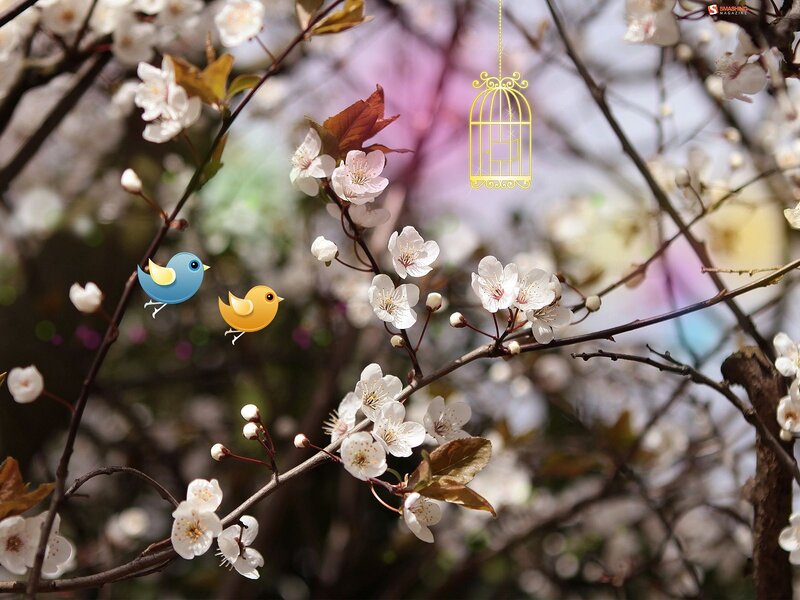 Cherry Blossoms with Birds — White, Serene